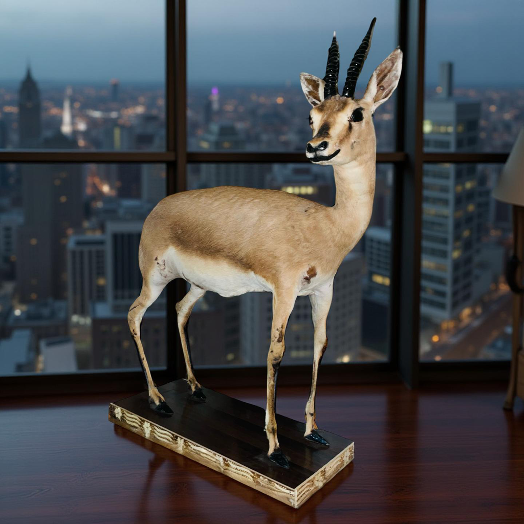 Real Stuffed Deer (Gazelle/Antelope) Taxidermy Decor