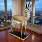 Real Stuffed Deer (Gazelle/Antelope) Taxidermy Decor