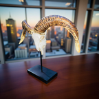 Ridgehorn Relic – Ram Skull Sculpture
