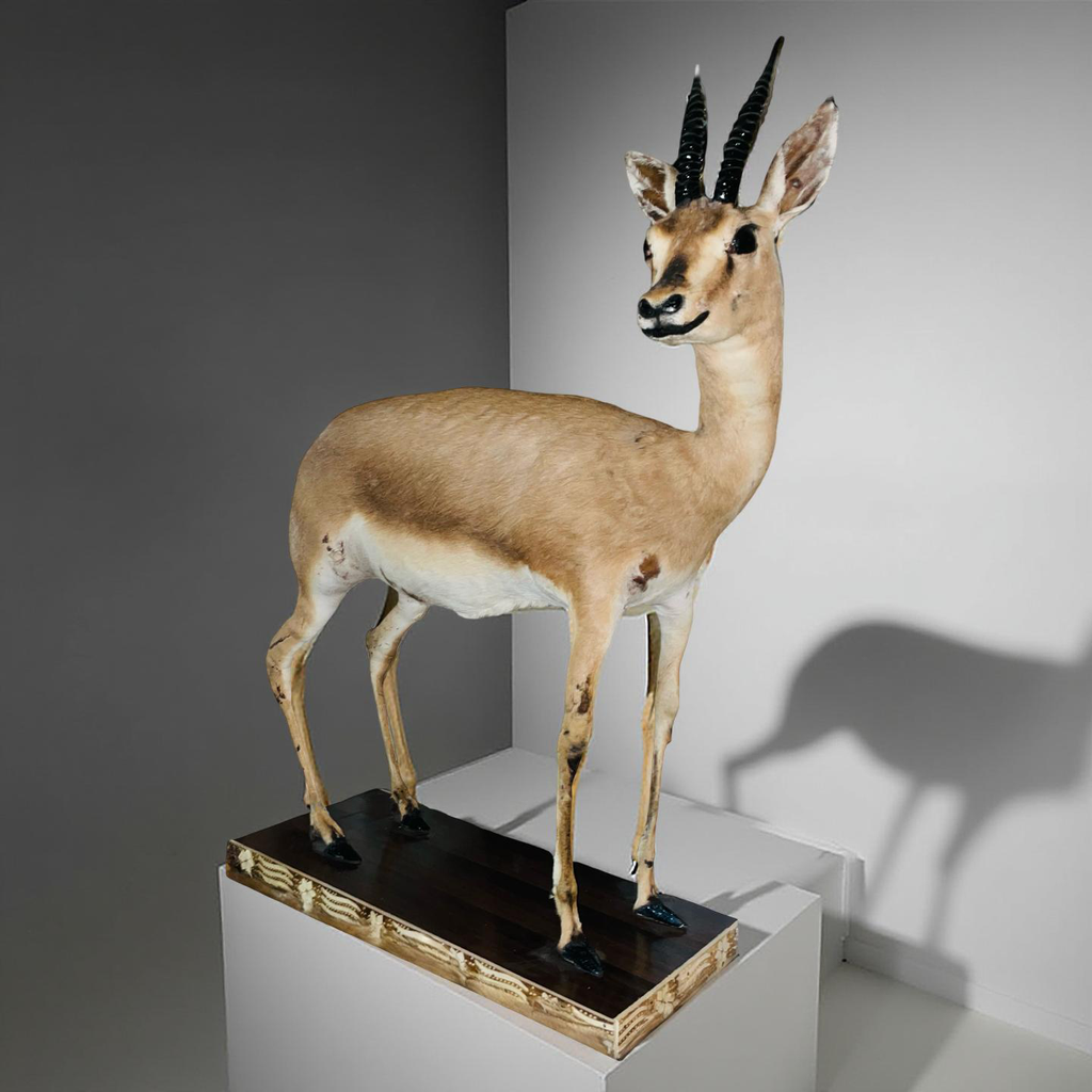 Real Stuffed Deer (Gazelle/Antelope) Taxidermy Decor